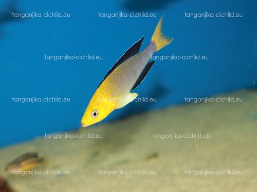 Cyprichromis leptosoma Yellow Head Kekese WF