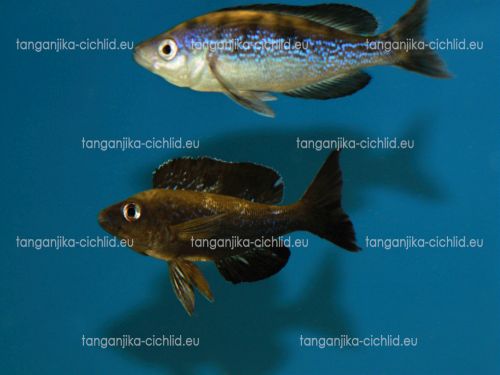 Cyprichromis microlepidotus Black Kiriza  WF