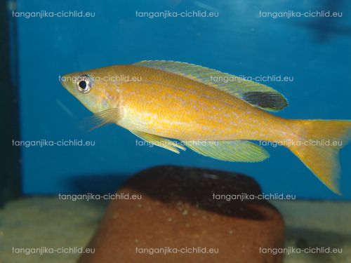Cyprichromis microlepidotus Kibishi WF