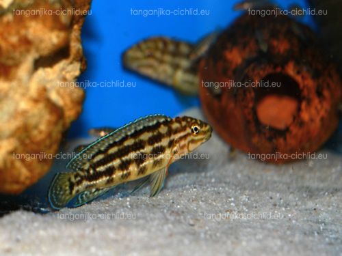 Julidochromis marlieri Bemba WF