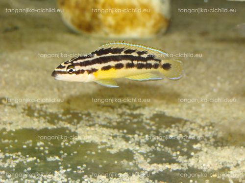 Julidochromis ornatus yellow WF