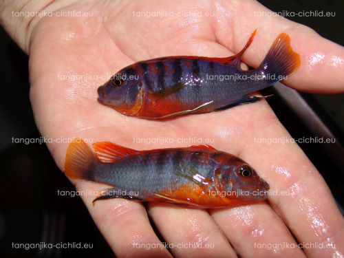 Labidochromis Hongi Sweden