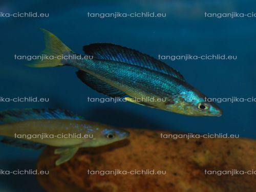 Cyprichromis microlepidotus Bulu Point WF