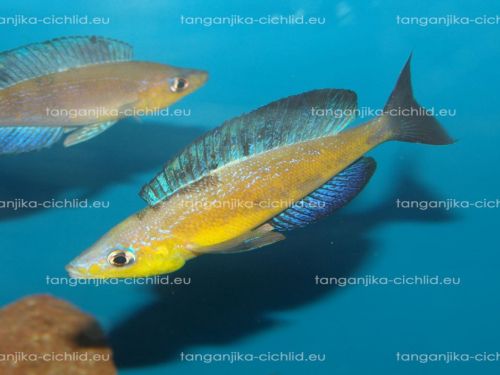 Cyprichromis microlepidotus Caramba WF
