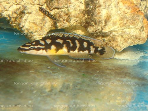 Julidochromis trancriptus Pemba WF