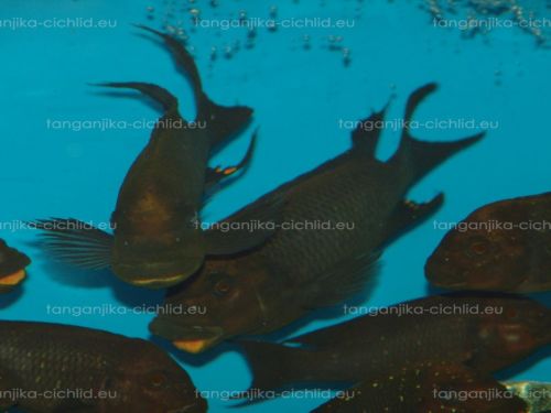 Petrochromis Trewavasae WF